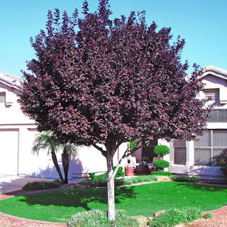 Purple-leaved plum tree