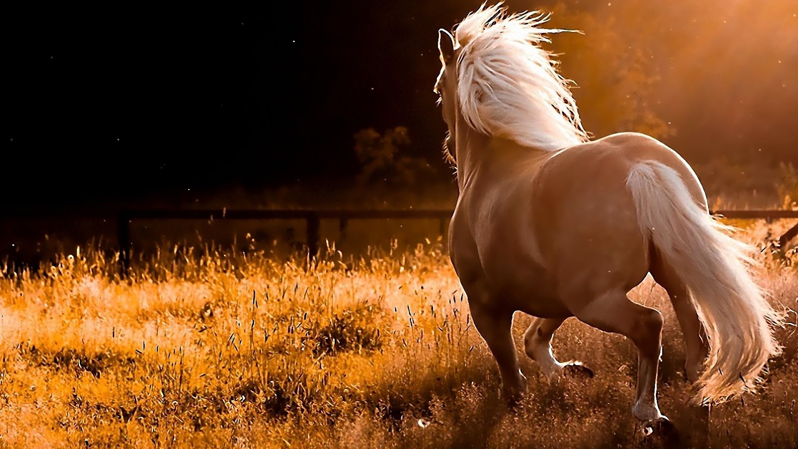 wallpapers are for free danish warmblood horse danish warmblood horse ...