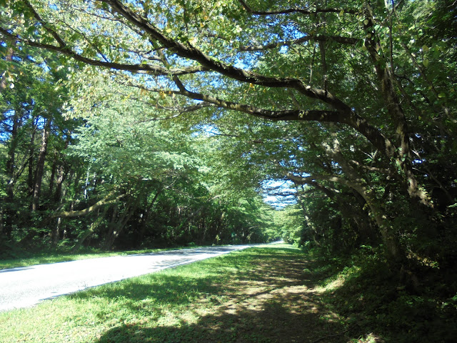 美しい米子大山線