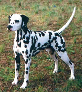 dalmatian_dog_picture_wallpaper.JPG