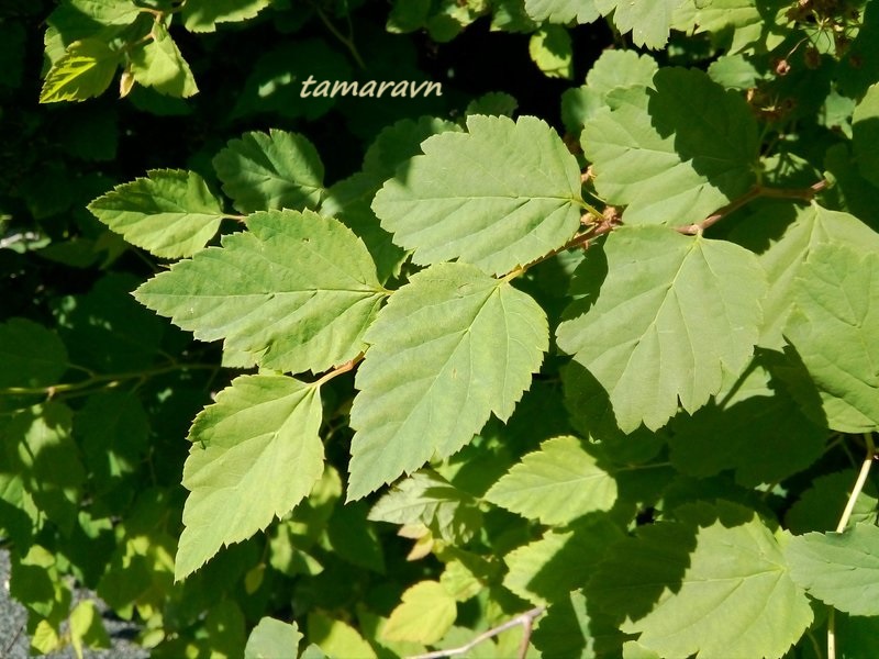 Спирея уссурийская / Таволга уссурийская (Spiraea ussuriensis)