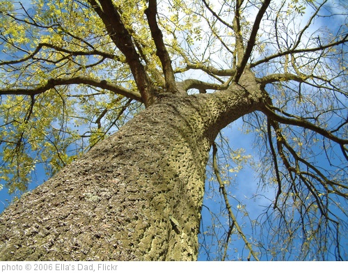 'Tree' photo (c) 2006, Ella's Dad - license: http://creativecommons.org/licenses/by/2.0/