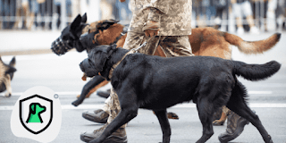 Protection Dogs: The Ultimate Guardians for Your Security