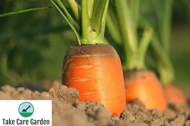 Como plantar cenoura: obtendo as sementes