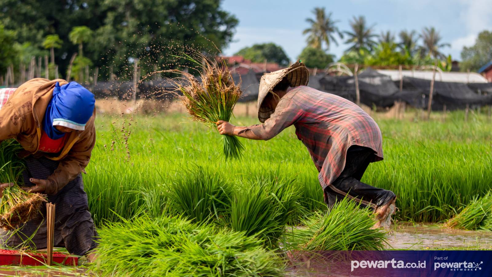Ternyata Nasi Berhubungan Erat dengan Ketahanan Pangan Indonesia, Begini Penjelasan Ahli