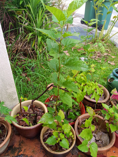 Kebun sejemput: Ayam Percik Panggang ala - Ayamas