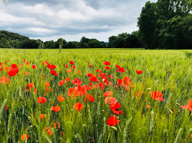 Coquelicots et épis de blé