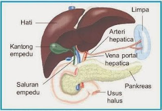 Penyakit, Gangguan dan Kelainan pada Sistem Ekskresi Manusi  Apa yang terjadi ketika organ-organ sistem urin seseorang tidak bekerja dengan baik? Zat-zat sampah yang tidak dikeluarkan akan menumpuk dan menjadi racun di dalam sel-sel tubuh. Selain itu, air juga akan tertimbun dan menyebabkan pembengkakan kaki.   Air ini dapat juga menumpuk di sekitar jantung. Bila terjadi gangguan pengeluaran air bisa terjadi ketidakseimbangan jumlah garam-garam tubuh. Ketidakseimbangan ini ditanggapi tubuhdengan mengembalikan keseimbangannya. Jika masih juga tidak terjadi keseimbangan, ginjal dan organorgan lain bisa rusak. Mengapa demikian?  Terdapat beberapa kelainan/penyakit yang diakibatkan oleh kelainan struktur maupun fungsi sistem ekskresi, antara lain nefrosis, nefritis, sistisis, polisistik, dan gagal ginjal  Nefrosis  Nefrosis adalah kondisi di mana membran glomerulus bocor, meyebabkan sejumlah besar protein keluar dari darah menuju urin. Air dan natrium berakumulasi dalam tubuh menyebabkan edem, khususnya di bagian pergelangan kaki, kaki, perut, dan mata. Nefrosis umumnya terjadi pada anak-anak.  Nefritis glomerulus  Nefritis glomerulus adalah radang membran filtrasi glomerulus di dalam korpuskulum renalis. Penyebab radang secara umum adalah reaksi alergi terhadap racun yang dilepaskan oleh bakteri streptococcus yang menginfeksi bagian tubuh lain, khususnya tenggorokan.   Penyakit ini ditandai dengan kenaikan permeabilitas membran filtrasi dan akumulasi sel-sel darah putih di daerah membran filtrasi. Akibatnya, sejumlah besar protein plasma memasuki urin. Keberadaan protein plasma meningkatkan tekanan osmotik filtrat urin, sehingga volume urin meningkat dan menyebabkan gagal ginjal.  Pielonefritis  Pielonefritis adalah radang seluruh bagian ginjal. Kerusakan ini sering dimulai dengan infeksi bakteri pada pelvis ginjal dan kemudian melebar ke bagian utama ginjal.  Sistisis  Sistisis adalah radang kantung kemih terutama bagian mukosa dan sub mukosa. Sistisis bisa disebabkan oleh infeksi bakteri, zat kimia, atau luka.  Penyakit polisistik  Penyakit ini bisa disebabkan karena kerusakan sistem saluran ginjal yang merusak nefron dan menghasilkan pembesaran seperti kiste (benjolan) sepanjang saluran ini. Kerusakan ginjal ini umumnya bersifat menurun.  Batu ginjal  Batu ginjal merupakan batu yang terbentuk dari asam urat, kalsium, fosfat, asam oksalat dan lain-lain yang terbentuk di dalam ginjal. Terbentuknya batu ginjal bisa disebabkan karena urin terlalu pekat dan kurang minum. Batu ini bisa juga terbentuk di dalam kantung kemih maupun ginjal itu sendiri.  Gagal ginjal  Ginjal bisa kehilangan fungsinya sehingga tidak bisa mengeluarkan zat-zat sisa metabolisme dari dalam tubuh, bahkan zat-zat yang masih bisa dipergunakan tubuh seperti glukosa dan protein bisa ikut keluar tubuh. Gejala ini disebut gagal ginjal.   Kelainan ini bisa disebabkan karena kondisi yang mengganggu fungsi ginjal. Gagal ginjal yang akut menyebabkan penumpukan urea di dalam darah dan asidosis (darah bersifat lebih asam). Kerusakan ginjal ini bisa disebabkan oleh nefritis glomerulus yang parah, atau bisa juga disebabkan oleh penyumbatan saluran ginjal.  Racun tertentu yang dihasilkan dari proses industri menyebabkan nekrosis (kerusakan sel) epitel nefron. Gagal ginjal yang parah disebabkan oleh kerusakan yang permanen pada banyak nefron, sehingga nefron-nefron tersebut tidak berfungsi.   Kerusakan ini ditandai dengan ketidakmampuan ginjal untuk mengeluarkan hasil ekskresi, retensi, pembengkakan karena akumulasi cairan tubuh, kenaikan kandungan kalium, asidosis, keracunan zat sampah, dan berakhir pada kematian.  Orang yang menderita kerusakan ginjal secara serius masih bisa menyaring darahnya dengan ginjal buatan. Proses ini disebut cuci darah atau dialisis. Dalam dialisis darah dipompa ke dalam saluran yang mengandung larutan garam yang mirip dengan plasma darah.   Zat sampah berdifusi dari saluran yang mengandung darah dan dibersihkan oleh larutan garam. Darah bersih yang tertinggal dikembalikan ke dalam vena. Seseorang yang hanya mempunyai satu ginjal masih bisa menggunakan ginjal tersebut secara normal. Satu ginjal yang sehat dapat mengerjakan pekerjaan dua ginjal.  Bagaimana cara memelihara agar ginjal kita tetap sehat?  Minumlah banyak air putih. Dengan meminum banyak air, urin menjadi encer sehingga mempermudah kerja ginjal untuk pengeluaran zat yang tidak dipergunakan tubuh. Encernya urin juga memperkecil terbentuknya batu ginjal dan timbulnya infeksi.