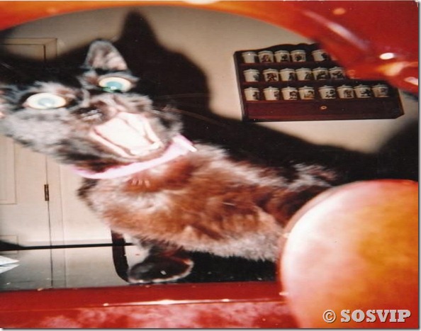 Animais engraçados curiosos legais (59)