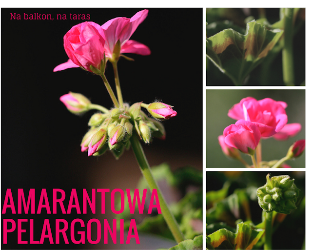 amarantowa pelargonia