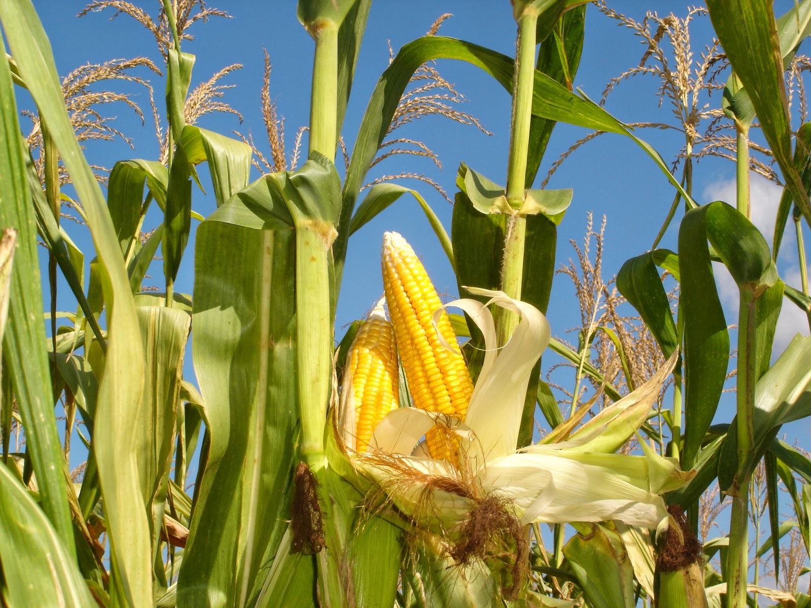 Cara Menanam Jagung  Yang Baik Dan Benar Pusat Manual Agro