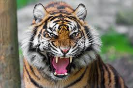 Best Latest HD tiger beautiful photos images pic wallpaper free download 41