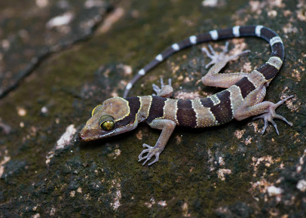 Cyrtodactylus lekaguli, Lekagul's Bent-toed Gecko, ตุ๊กกายหมอบุญส่ง