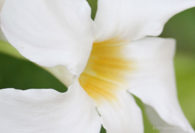 Easter Lilies White Flowers Wallpaper and Picture  Exotic White Flower Pics 