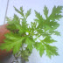 Suket gajahan/Baru Cina (Artemisia vulgaris L.)