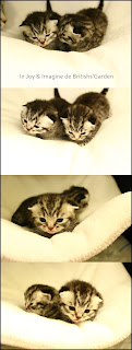 Chaton british balck silver tabby