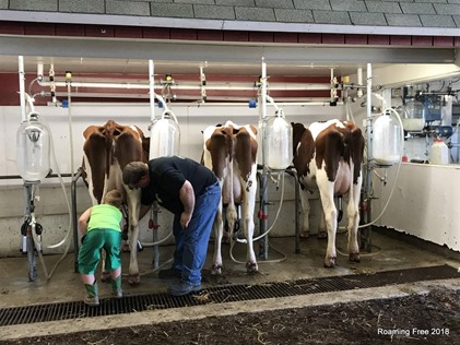 Milking demo