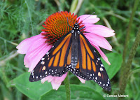 Female Monarch butterfly showing upper wings only - © Denise Motard