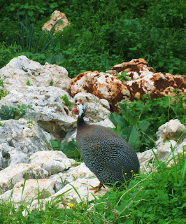 guinea fowl