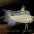 Ficha Apistogramma Uaupesi