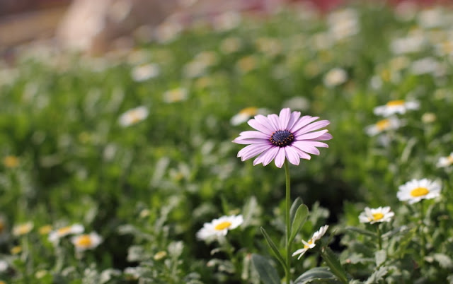 African Daisy Flowers Pictures