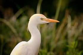 Cattle Egret