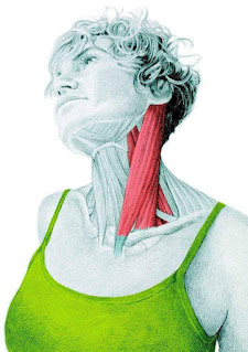 daftar otot di kepala dan leher manusia