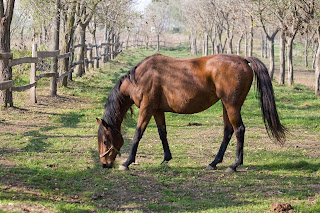 Caballo comiendo Horse