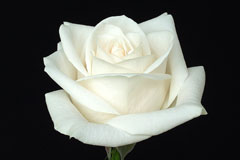 given a single white rose.