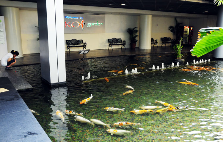 Ikan Koi  Perawatan Koi  Pemeliharaan dan Desain  Kolam  