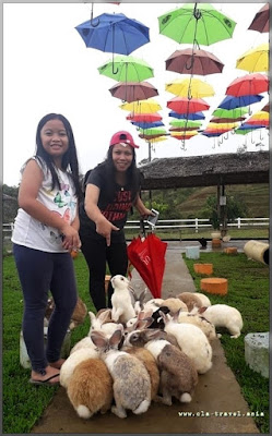 RANAU RABBIT FARM, SABAH