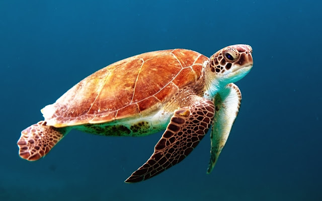 Sea Turtle HD Wallpaper