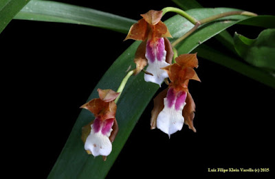 Miltonia russelliana care and culture