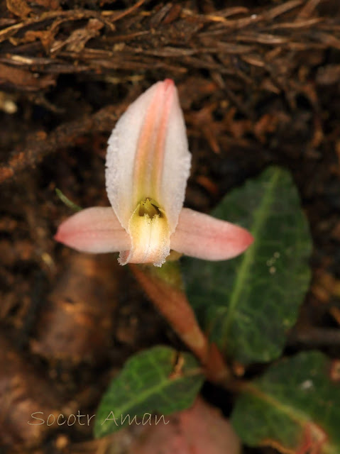 Goodyera biflora