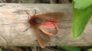 Phragmatobia fuliginosa DSC52027