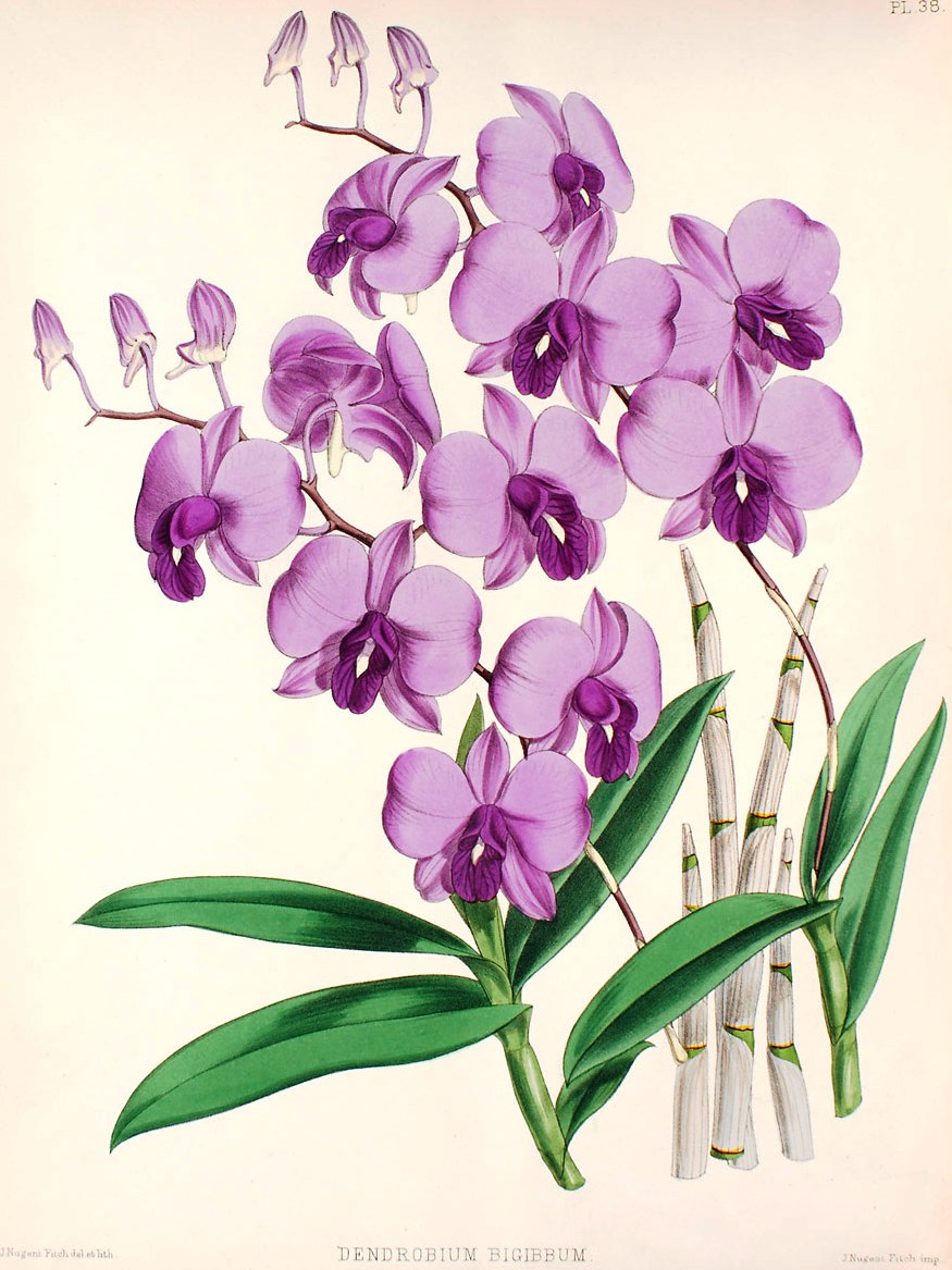 Purple Orchid Drawing