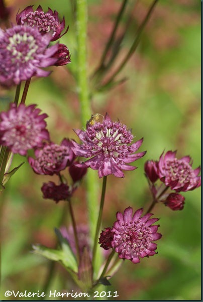 6 Astrantia