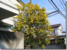 そらの宮参り 005