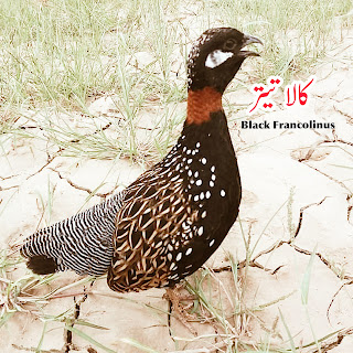 Black Francolin bird