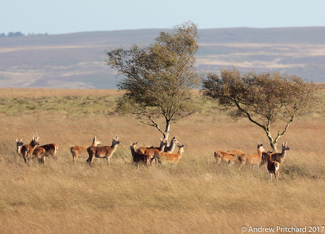 The group of deer all look up as if startled by something to their right.