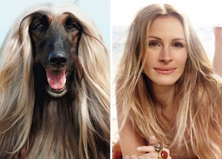 Perro que se parece a Julia Roberts