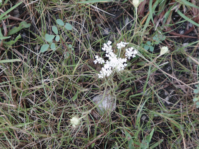 white blooms that grow in clusters