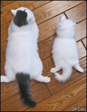 Cute Kitten GIF • Cat and  kitty chillaxing on the floor in the same and funny position [ok-cats.com]
