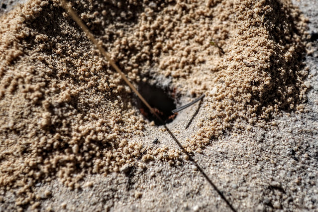 Large ant's nest