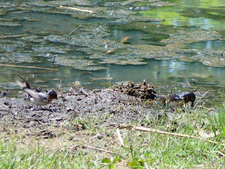 barn swallows in mud