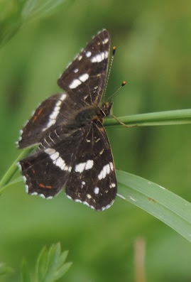 Araschnia levana forma prorsa (verano)