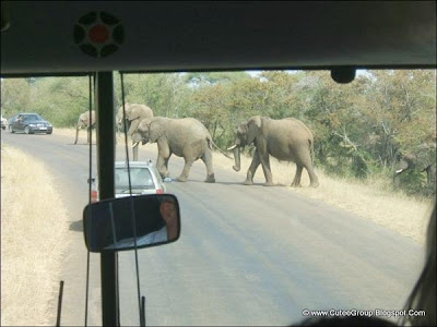 African Safari