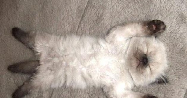 How Much Do Siamese Cats Sleep Annie Many