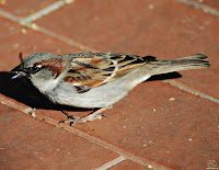 El gorrión común (Passer domesticus)