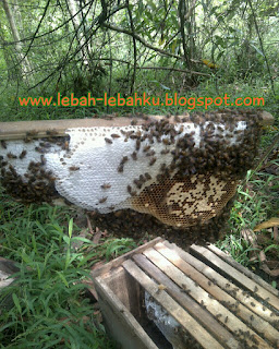 cara panen lebah madu liar lokal